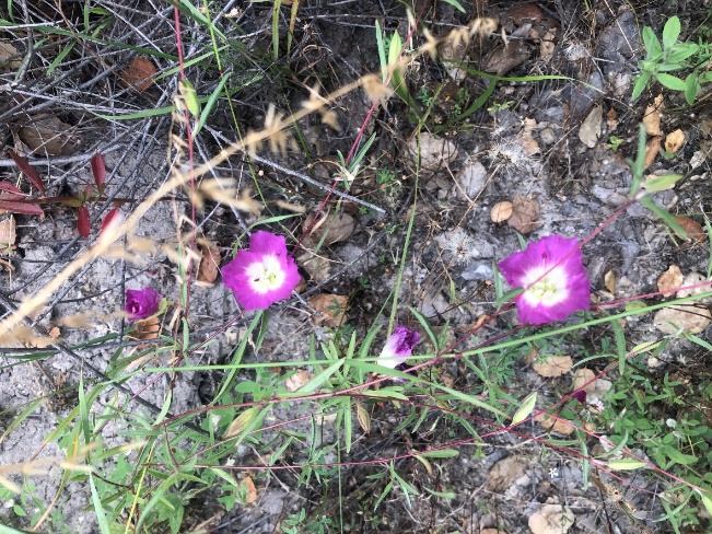 Endangered Species: Monterey gilia